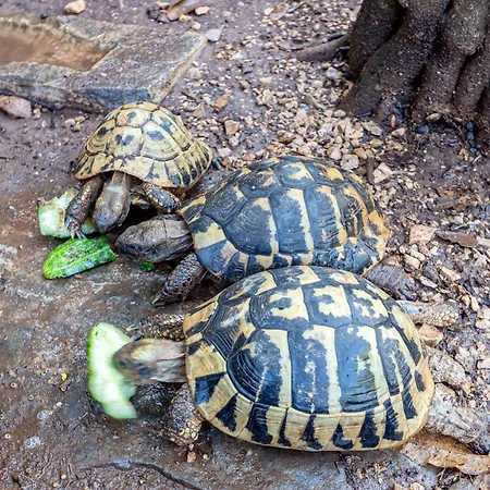 By The Sea Tri Zala, Korcula - 9237 アパート *